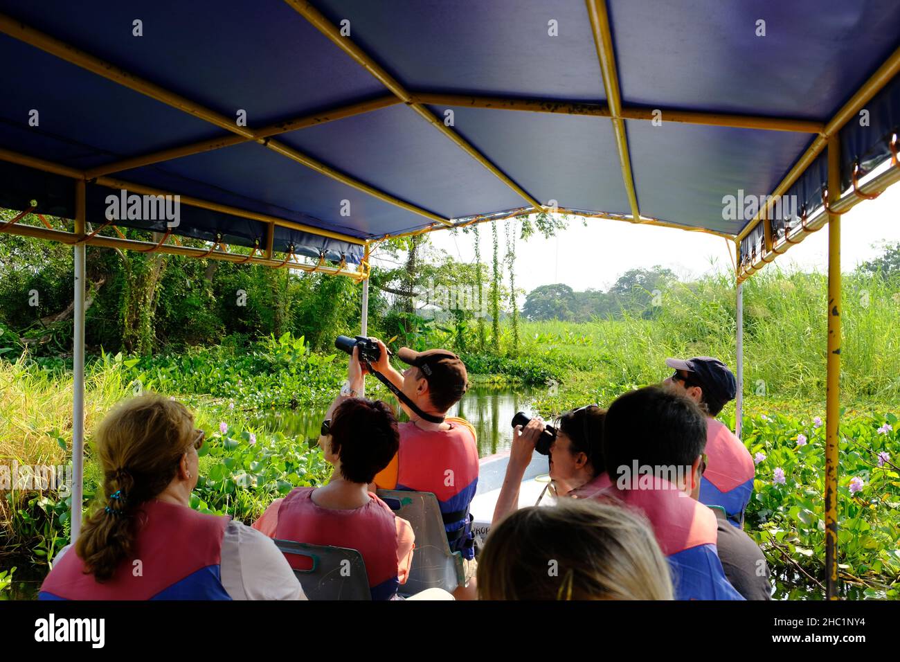 Nicaragua Granada Las Isletas de Granada - Inselchen von Granada - Vogelbeobachtungstour Stockfoto