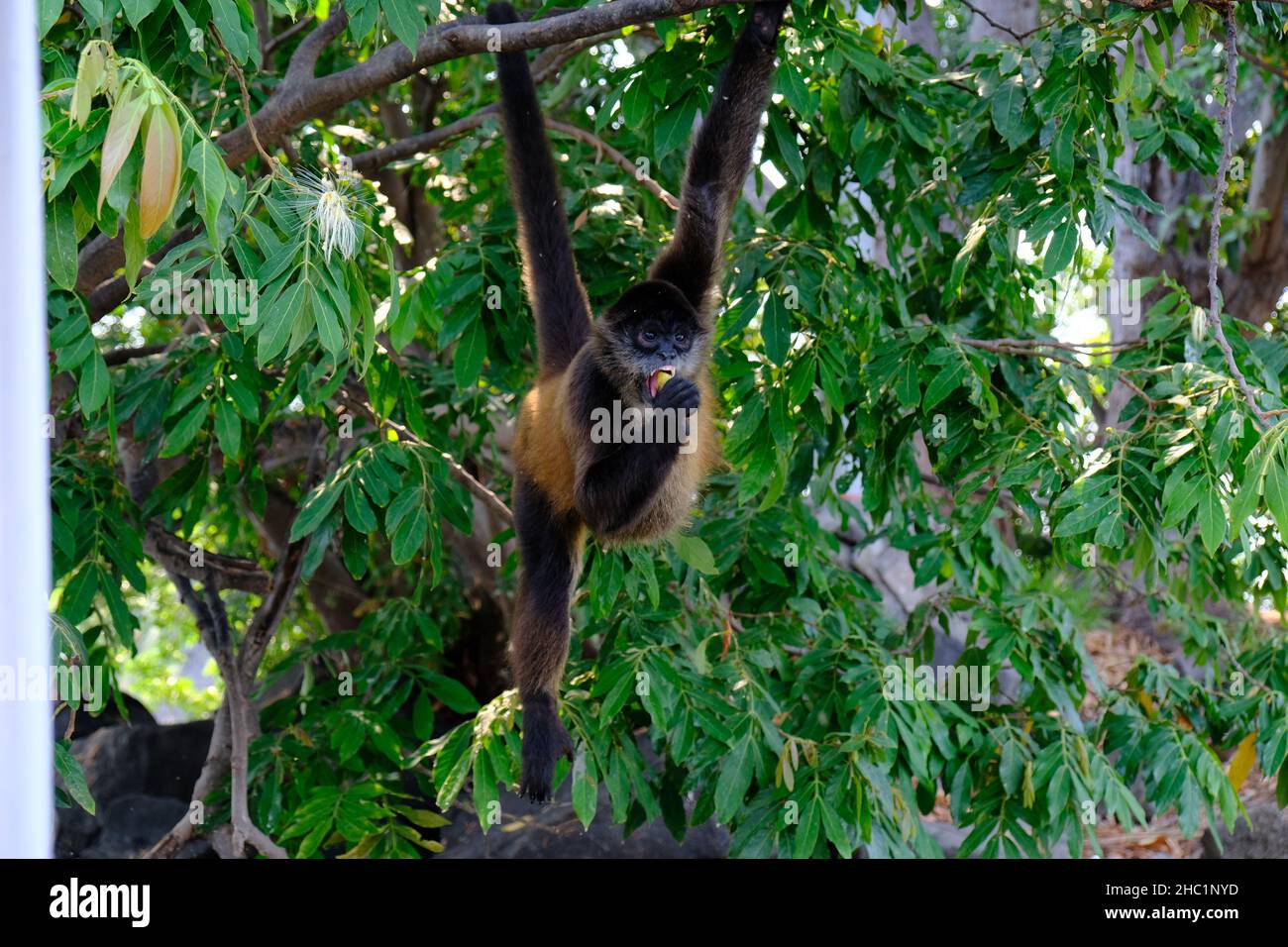 Nicaragua Granada Las Isletas de Granada - Inselchen von Granada - Affensee Cocibolca Stockfoto
