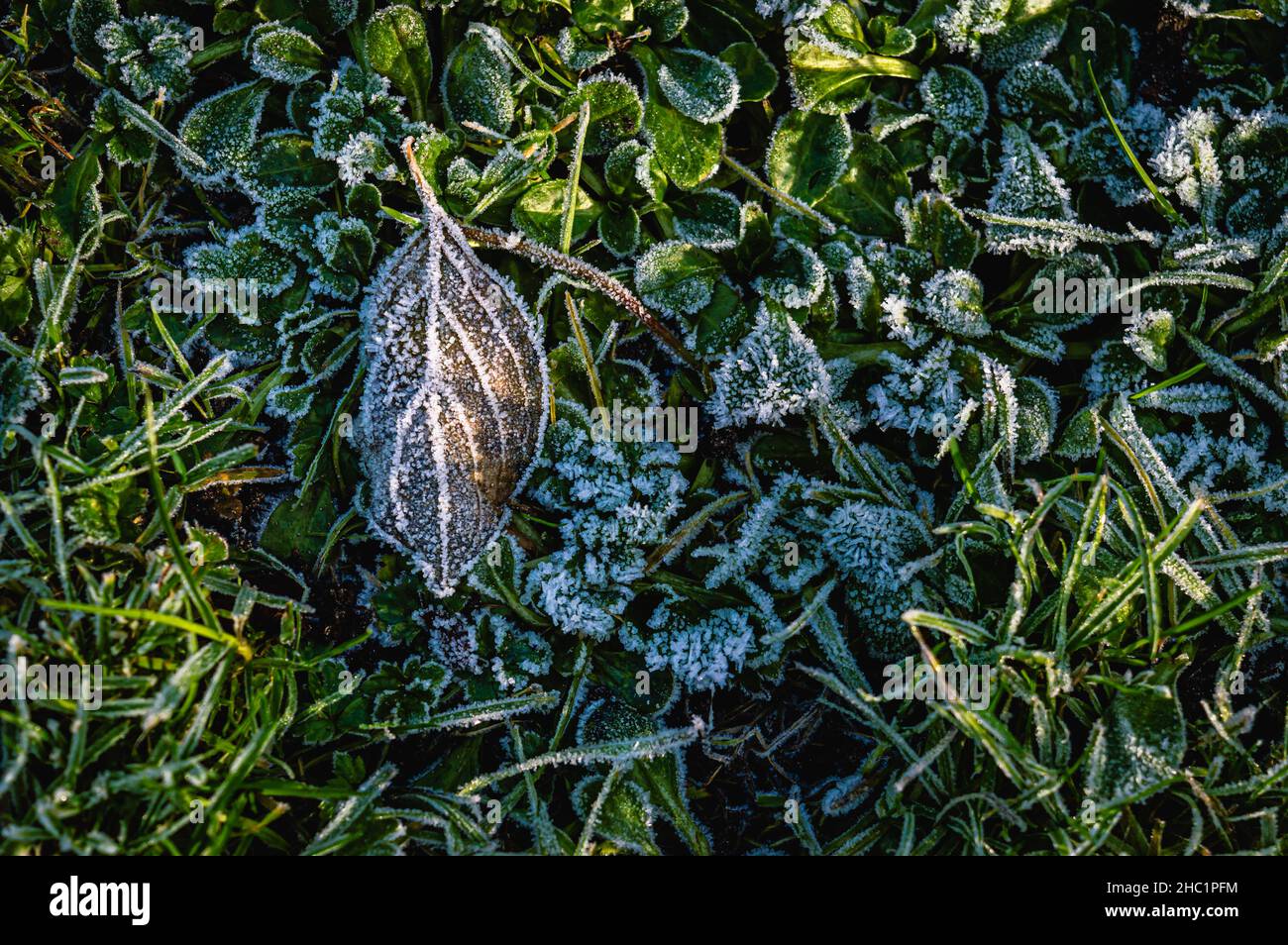 Nahaufnahme eines braunen Blattes, das in der Wintersonne mit Frost bedeckt ist Stockfoto