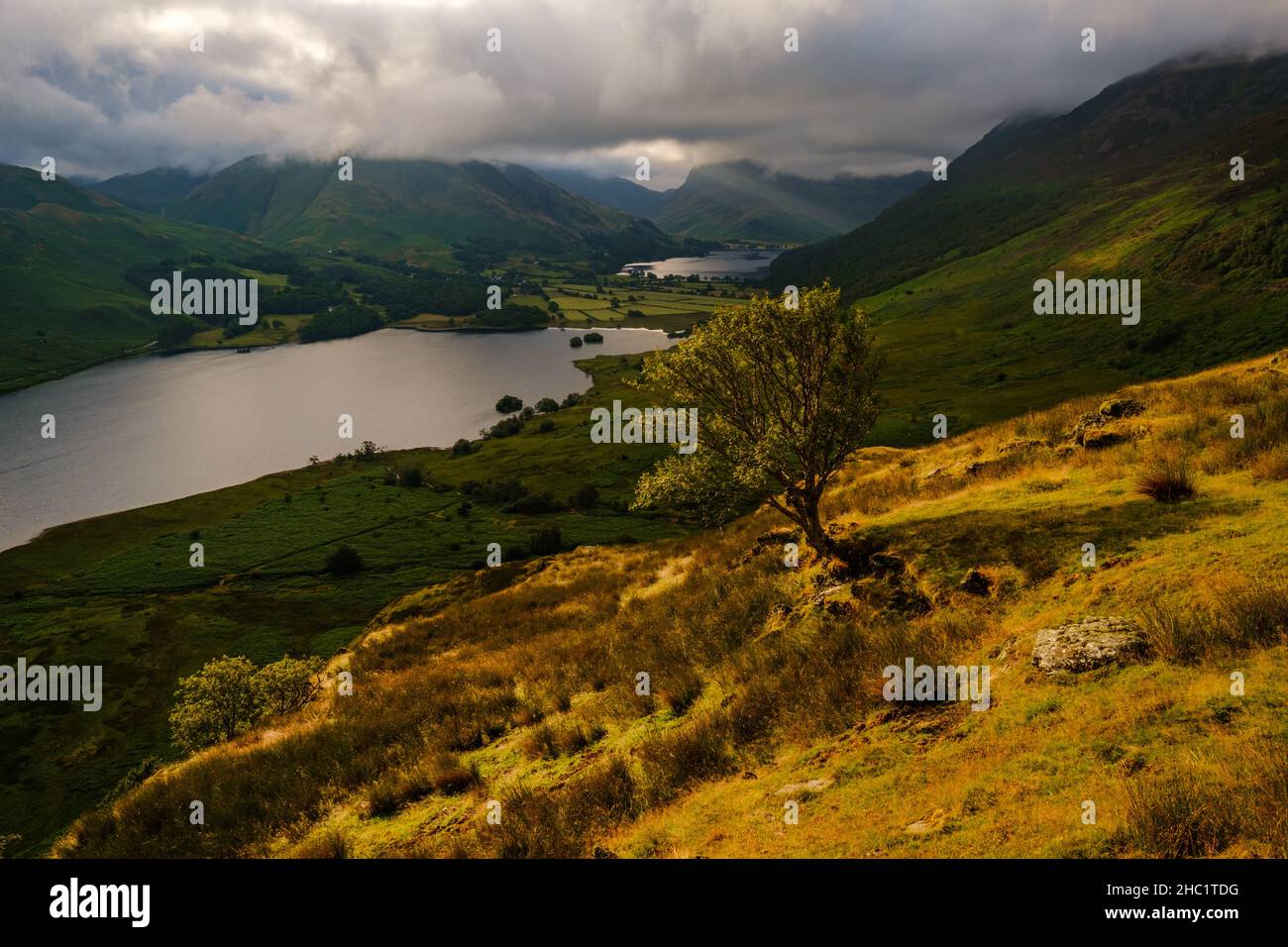 Ein Rowan-Baum im Maßstab Knott (Mellbreak) fängt etwas warmes Licht ein, als die Sonne über Crummock Water & Buttermere, Lake District, Großbritannien, durchbricht Stockfoto