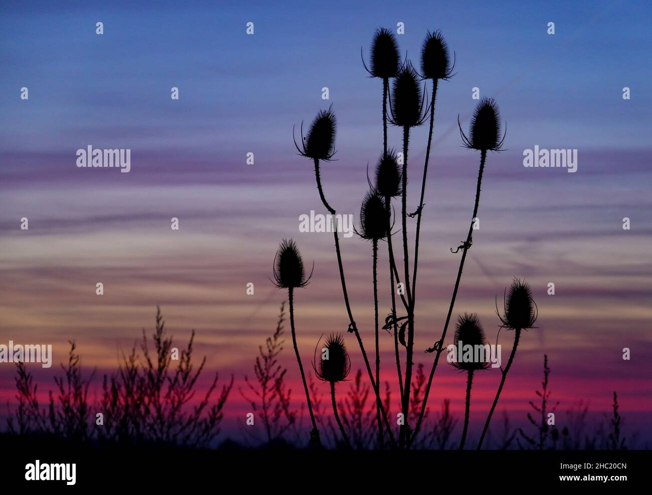 22. Dezember 2021, Brandenburg, Sieversdorf: Die verwelkten Blütenstände des wilden Cardoons (Dipsacus fullonum) sind bei Sonnenuntergang gegen den bunten Himmel zu sehen. Foto: Patrick Pleul/dpa-Zentralbild/ZB Stockfoto