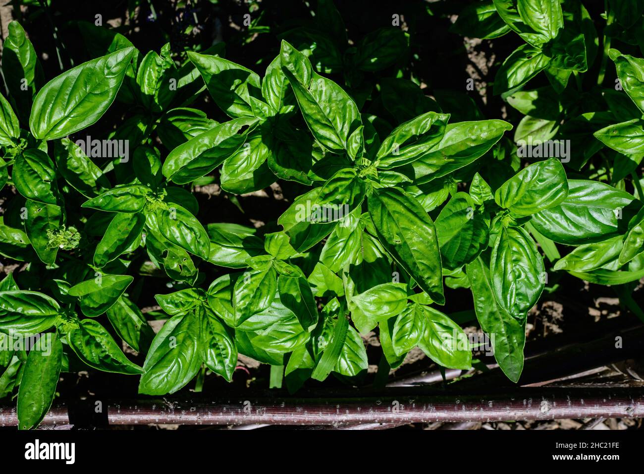 Viele frische grüne Basilikumblätter und Blumen in einem sonnigen Bio-Sommergarten, gesunde vegane Kräuter, fotografiert mit sanftem Fokus Stockfoto