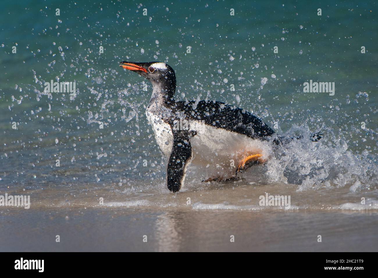 Gentoo-Pinguin (Pygoscelis papua) beim Surfen und Planschen im Meer auf der Insel Saunders, den Falkland-Inseln Stockfoto