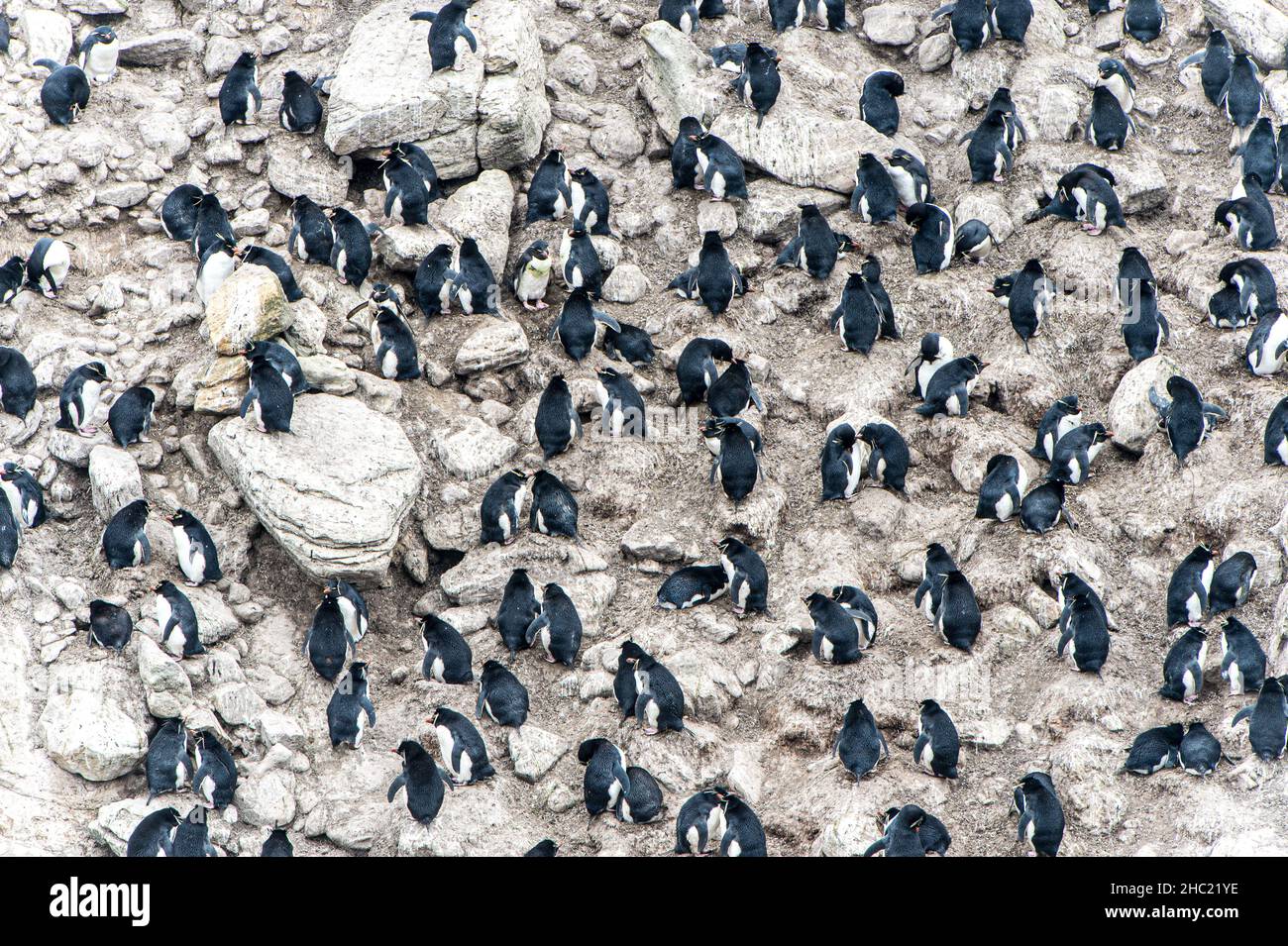 Eine große Kolonie von Rockhopper-Pinguinen (Eudyptes (Chrysocome) Chrysocome) in einer typischen felsigen Lage auf der New Island, den Falkland-Inseln Stockfoto