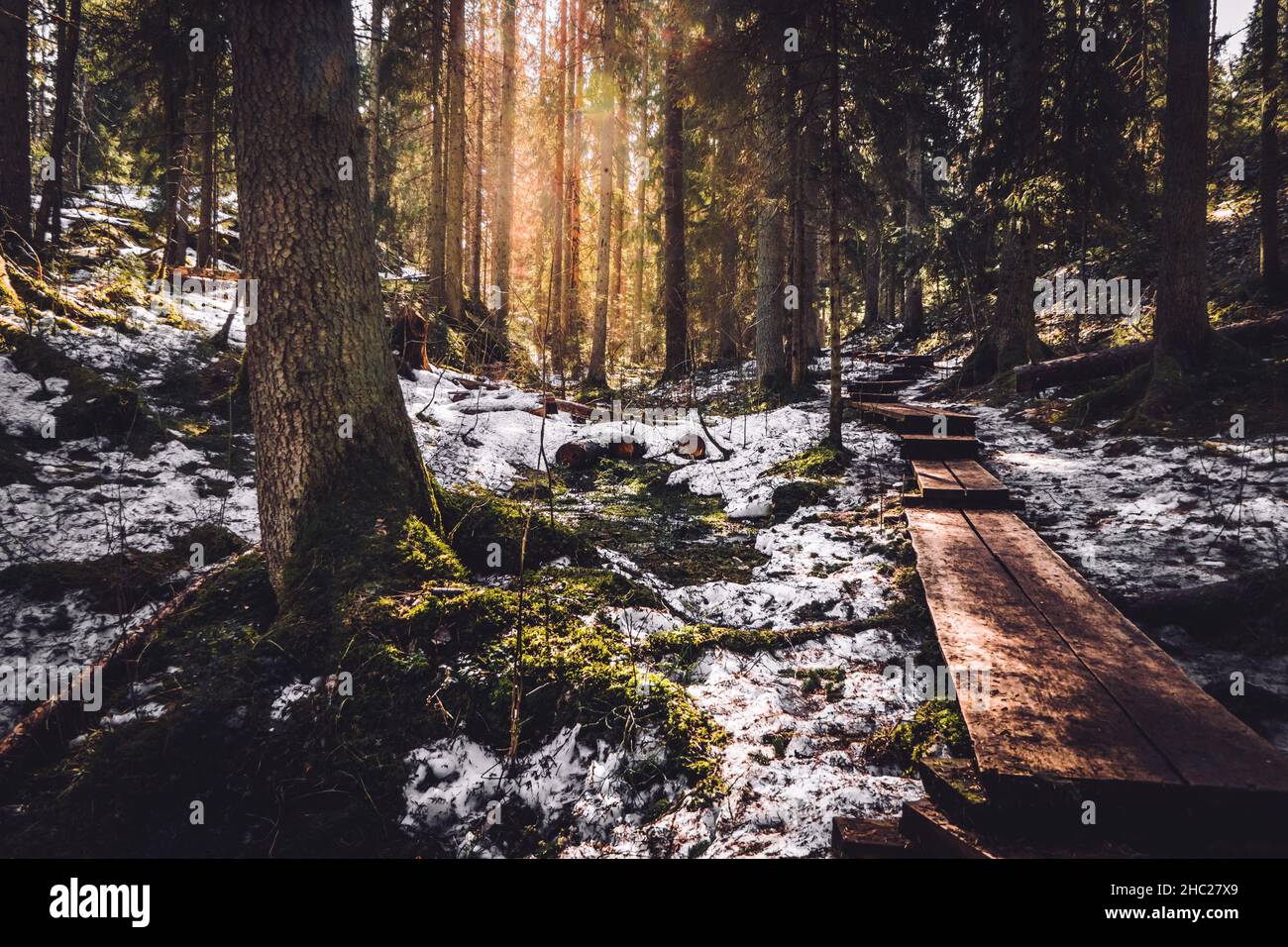 Dokboards, die in einen tiefen Wald führen. Winterlandschaft in Karnaistenkorpi, Finnland. Sonnenlicht, das durch Bäume rast. Hochwertige Fotos Stockfoto