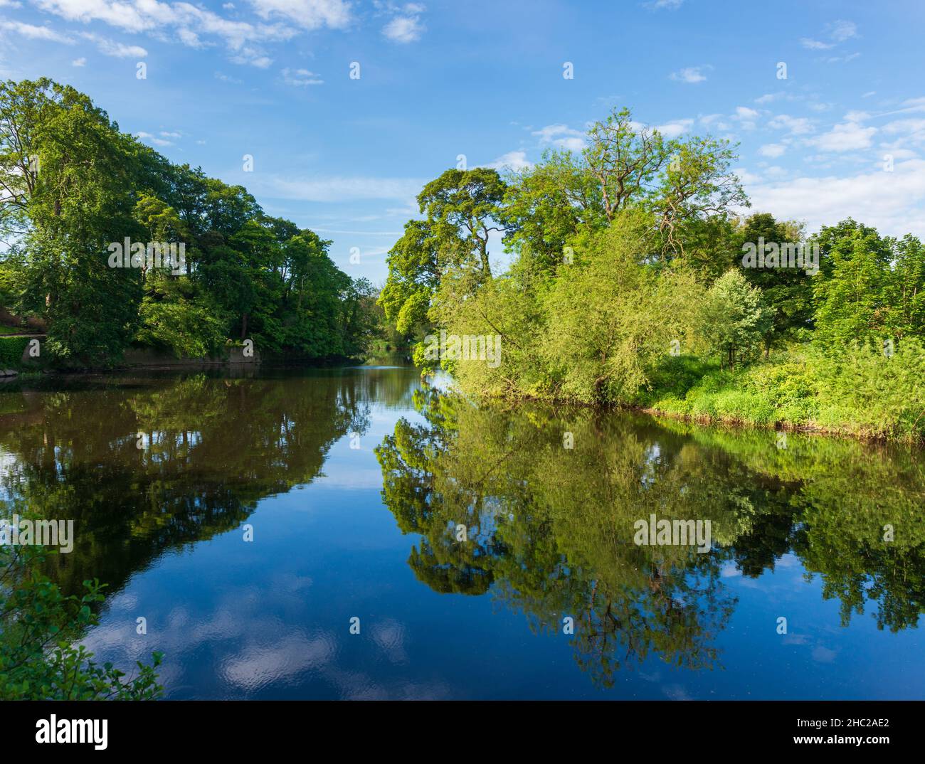Ein sonniger Sommerblick auf Bäume am Flussufer, die sich in den stillen Gewässern des Flusses Wharfe in Wetherby, West Yorkshire, widerspiegeln Stockfoto
