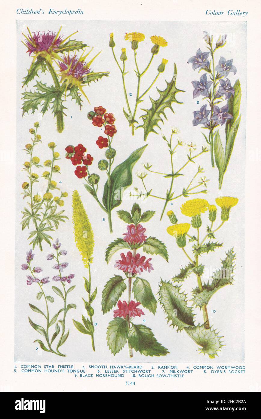 Vintage-Illustrationen von Blumen der Heide 1930s. Stockfoto