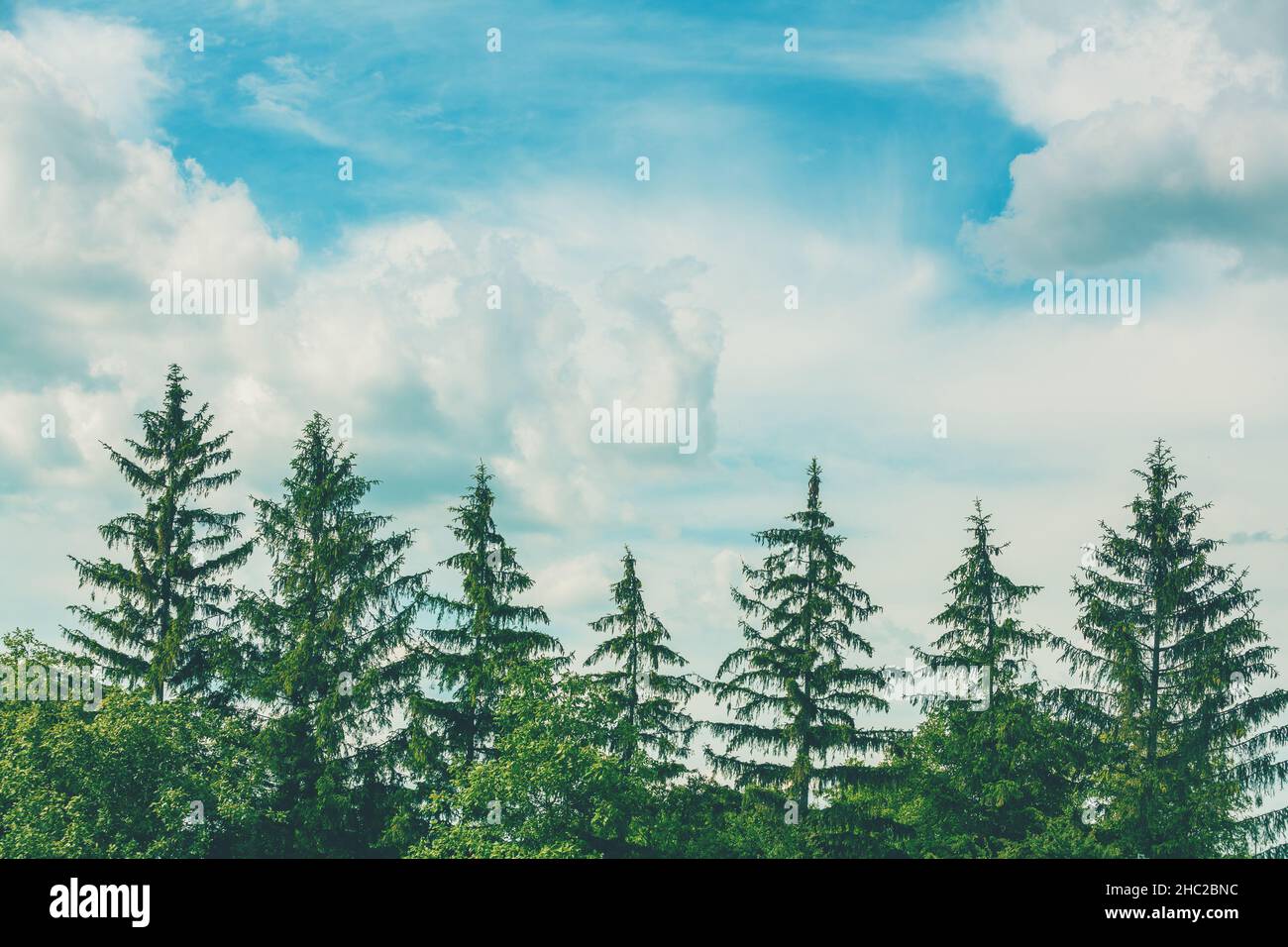 Reihe von Tannen gegen einen blau bewölkten Himmel. Natur Hintergrund Stockfoto