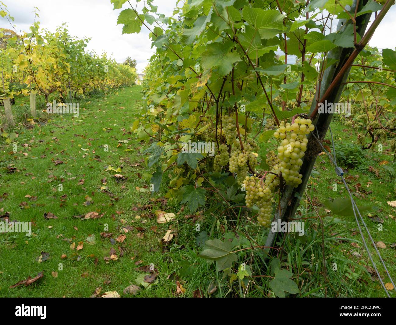 Rebstöcke, Renishaw Hall Vineyard, in der Nähe von Sheffield, England, Großbritannien. Stockfoto