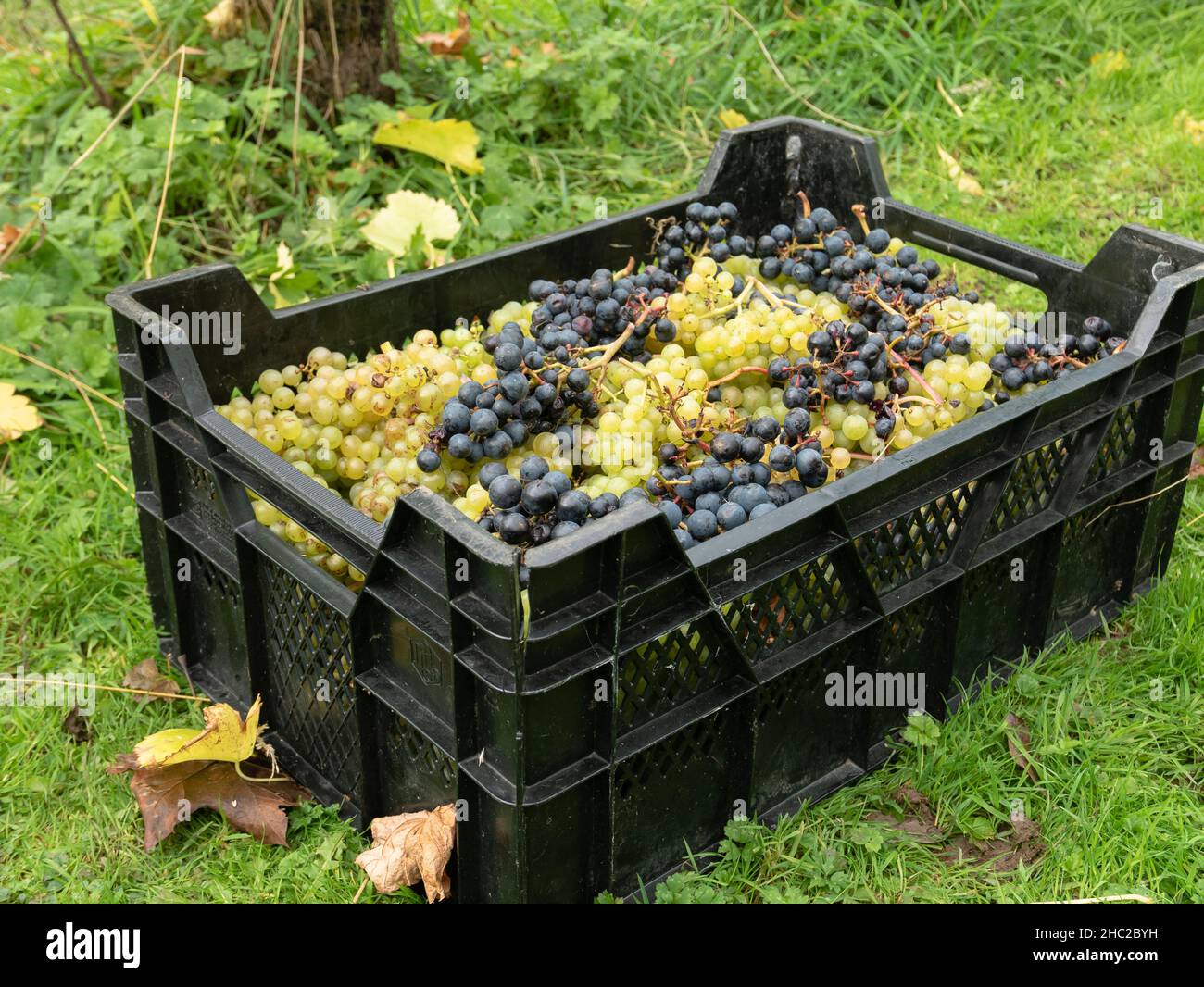 Kisten mit Trauben während der Weinlese im Renishaw Hall Vineyard, in der Nähe von Sheffield, England, Großbritannien. Stockfoto