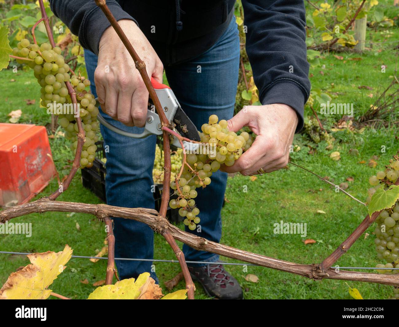 Die Trauben werden im Renishaw Hall Vineyard in der Nähe von Sheffield, England, Großbritannien, gelesen. Stockfoto