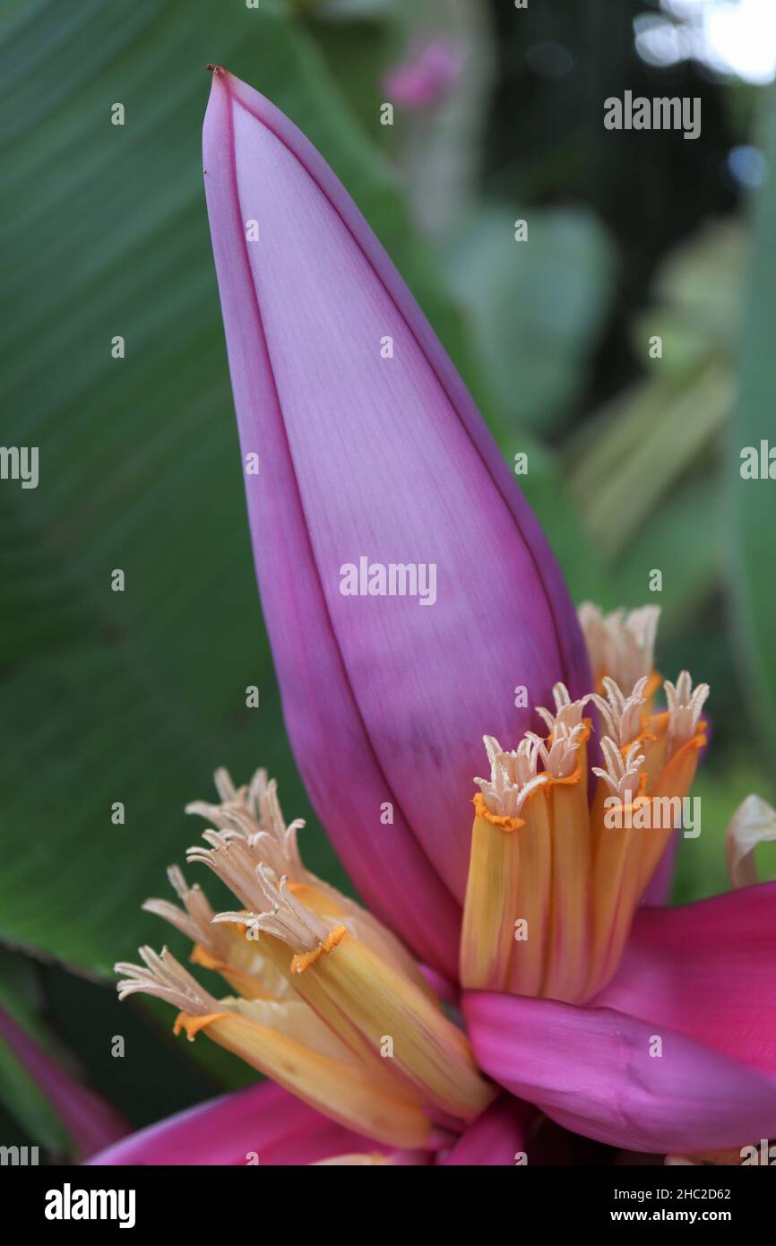 Rosa und gelbe Blume von rosa Banane oder Musa velutina Stockfoto