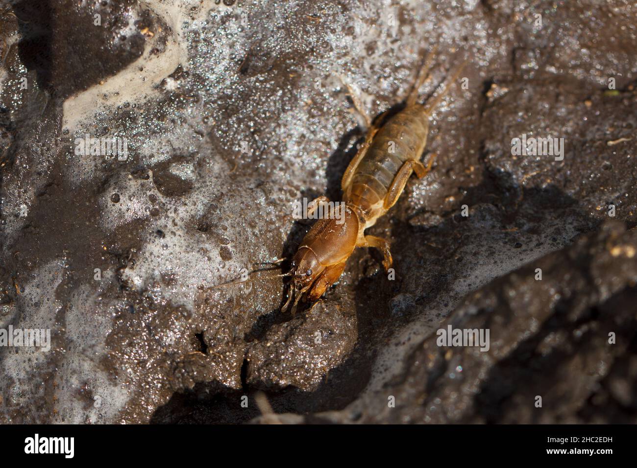 Landwirtschaftliche Schädlinge auf dem Boden der europäischen Maulwurfkricket. Selektiver Fokus. Insekten - landwirtschaftliche Schädlinge Stockfoto