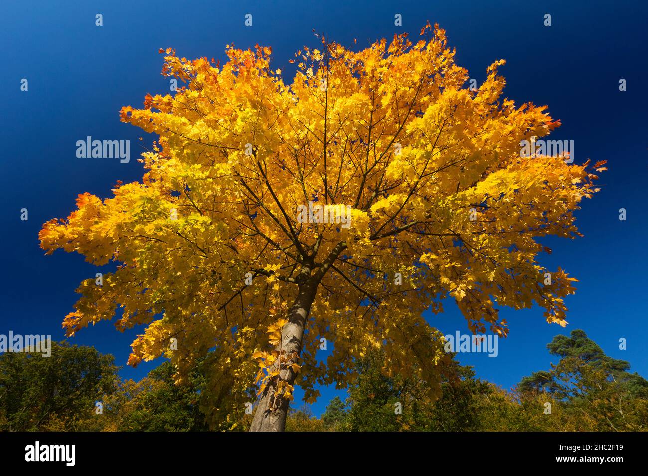 Herbstfarbe, Norwegenahorn, (Acer platanoides), Baumkrone, Oktober, Niedersachsen, Deutschland Stockfoto