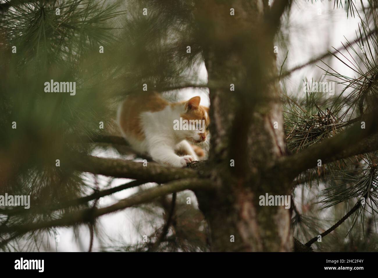 Ingwer-Kätzchen gehen auf einer Kiefer im Garten. Stockfoto