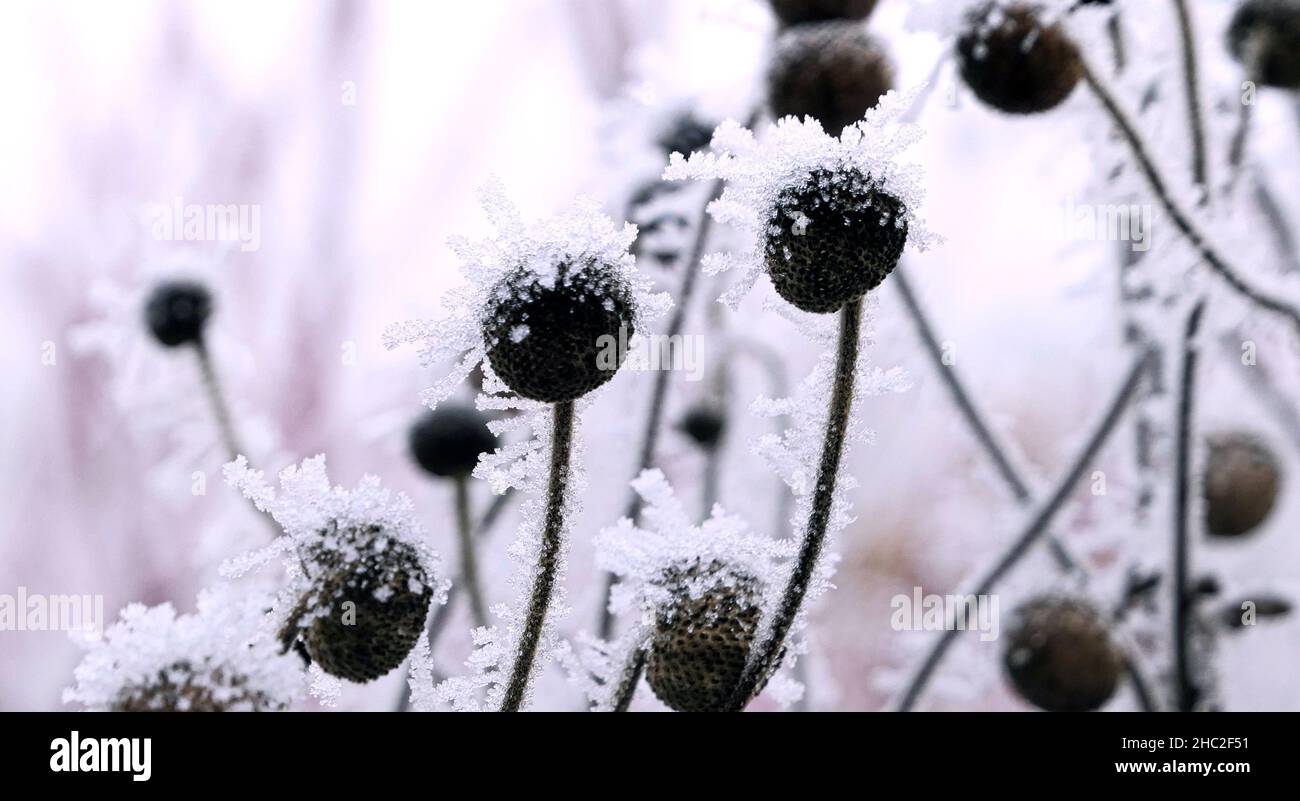 Punkige Frisur durch Frost Nahaufnahme von Milchblüten-Blütenstand Stockfoto