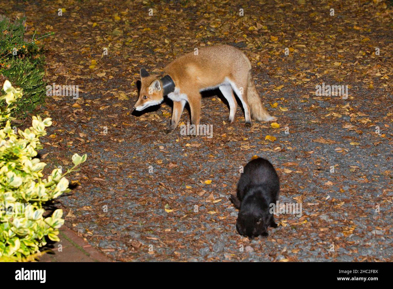 Europäischer Rotfuchs, (Vulpus vulpus), mit Pflanzentopf um den Hals, neben der Katze, nachts, auf der Suche nach dem Futter, Niedersachsen, Deutschland Stockfoto