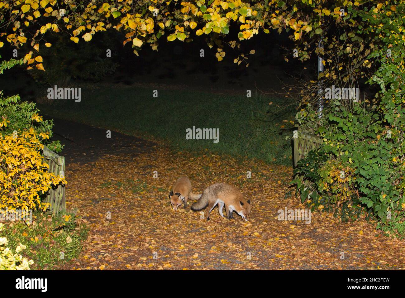 Europäischer Rotfuchs (Vulpus vulpus), zwei Tiere auf der Einfahrt des Hauses, nachts auf Nahrungssuche, Niedersachsen, Deutschland Stockfoto