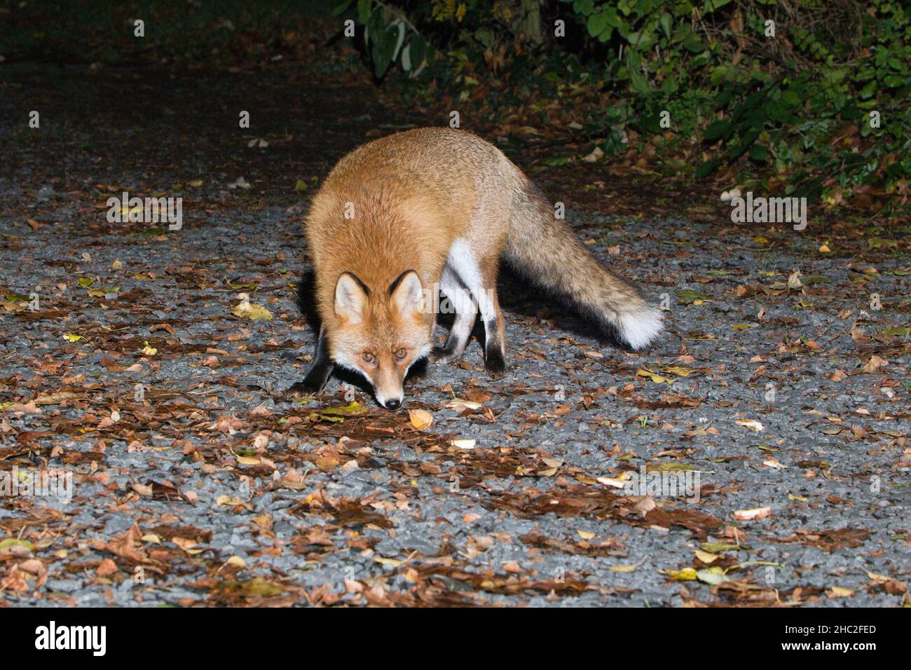 Europäischer Rotfuchs (Vulpus vulpus), auf der Einfahrt des Hauses, auf der Suche nach Nahrung in der Nacht, Niedersachsen, Deutschland Stockfoto