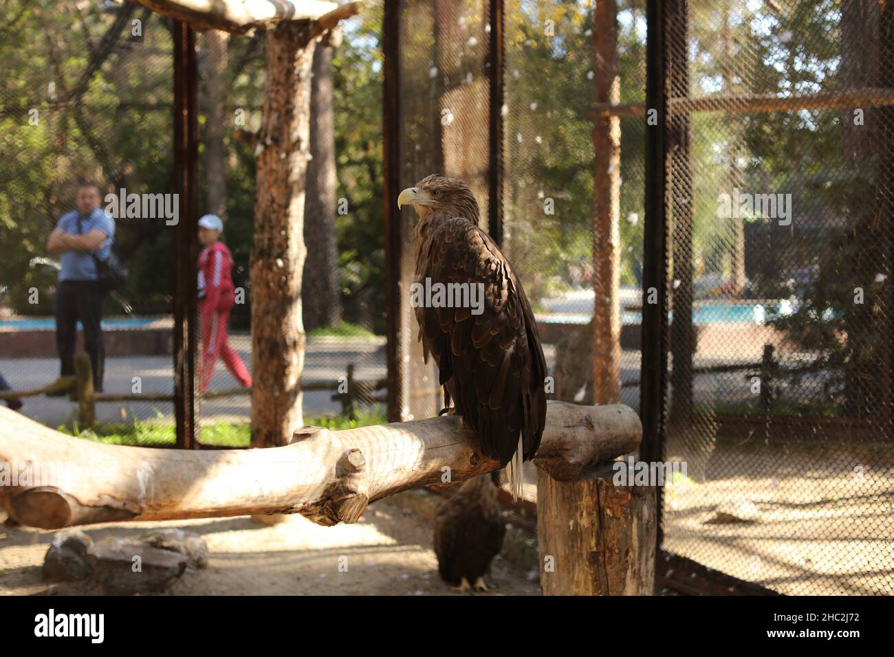 Ein Kriegsadler, der auf einem Ast in einem Zookäfig sitzt Stockfoto