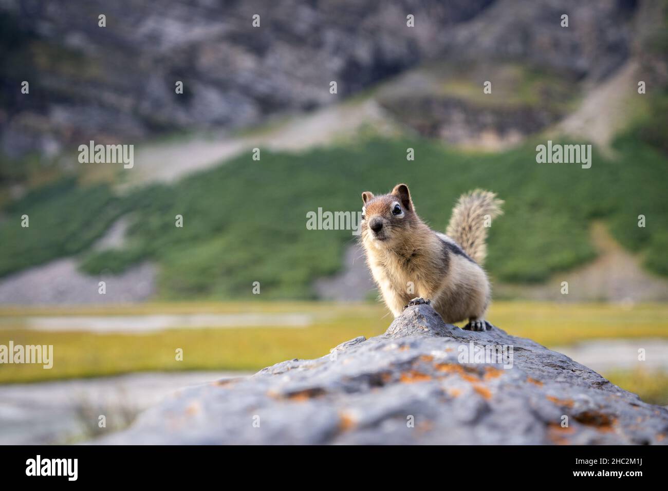 Neugieriger Chipmunk auf dem Felsen, der näher an die Kamera kommt. Nahaufnahme aus den kanadischen Rockies Stockfoto