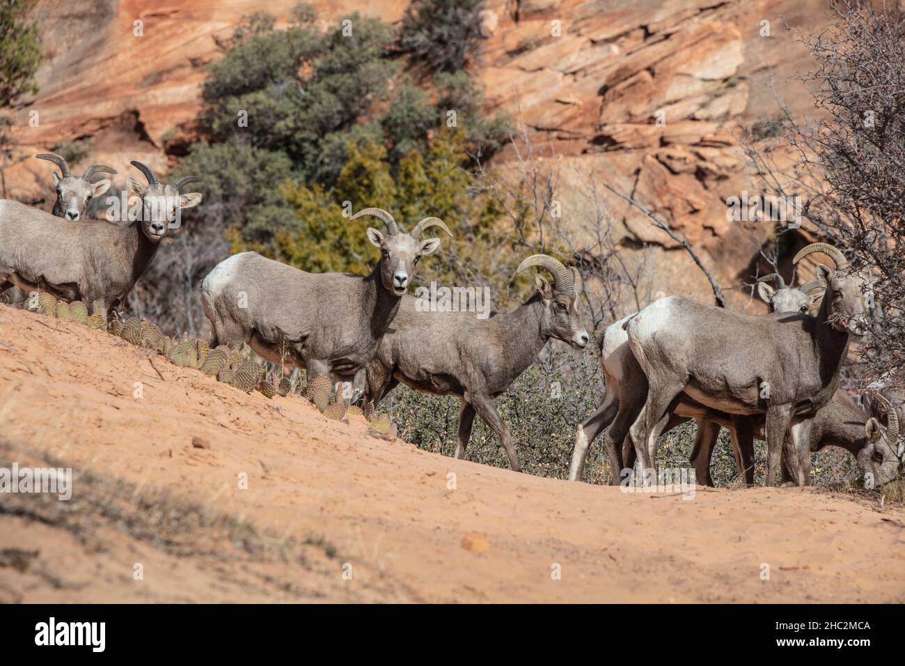 Zion National Park Wildnisgebiet - die vielen Pools Valley. Stockfoto