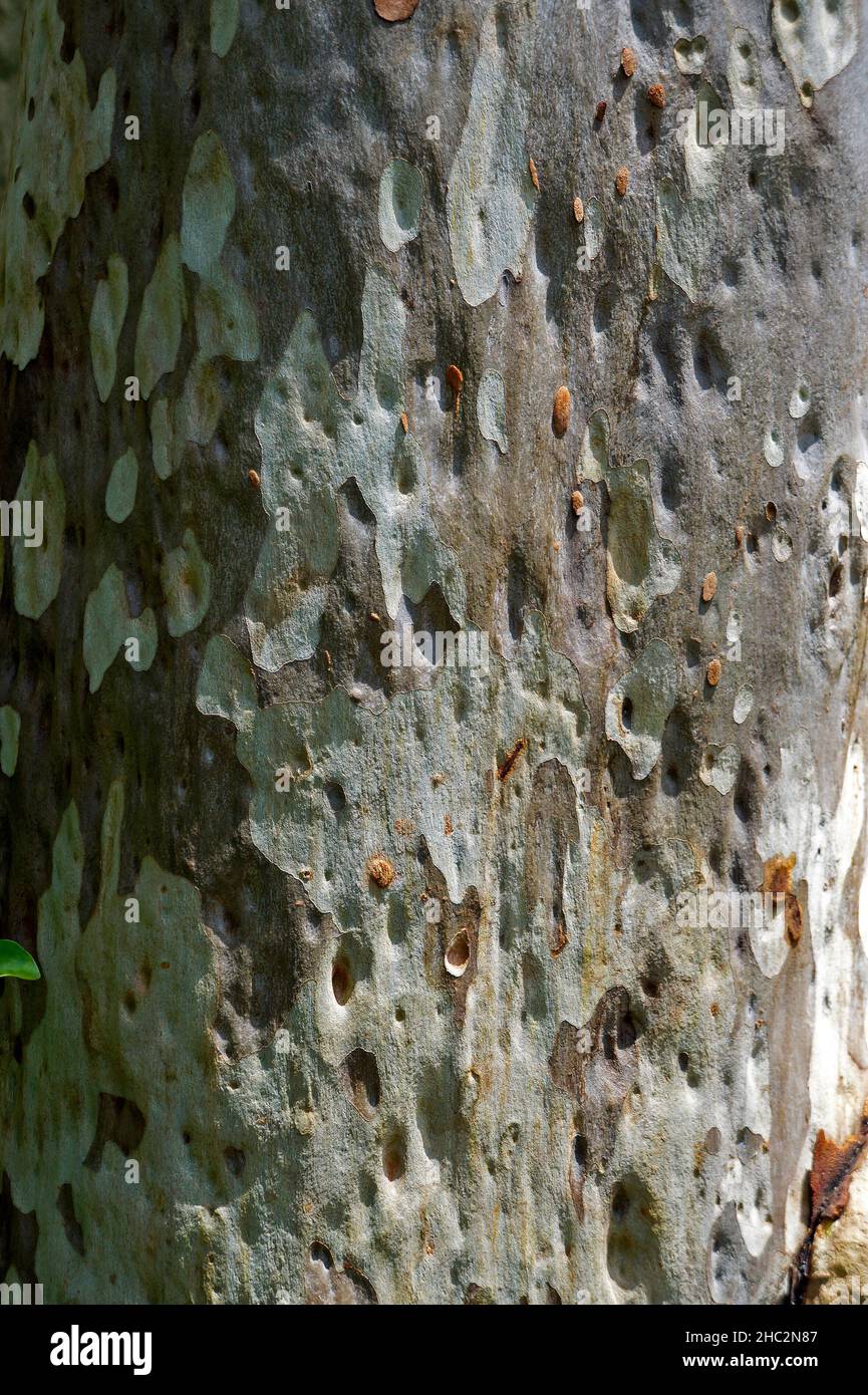 Eukalyptus-Rumpfstruktur, Minas Gerais, Brasilien Stockfoto