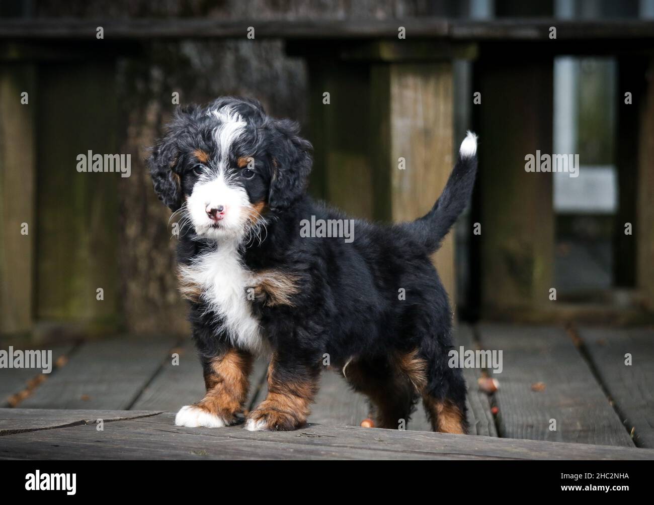 Tri Coloured Mini Bernedoodle Puppy steht auf einem Deck und schaut auf die Kamera Stockfoto