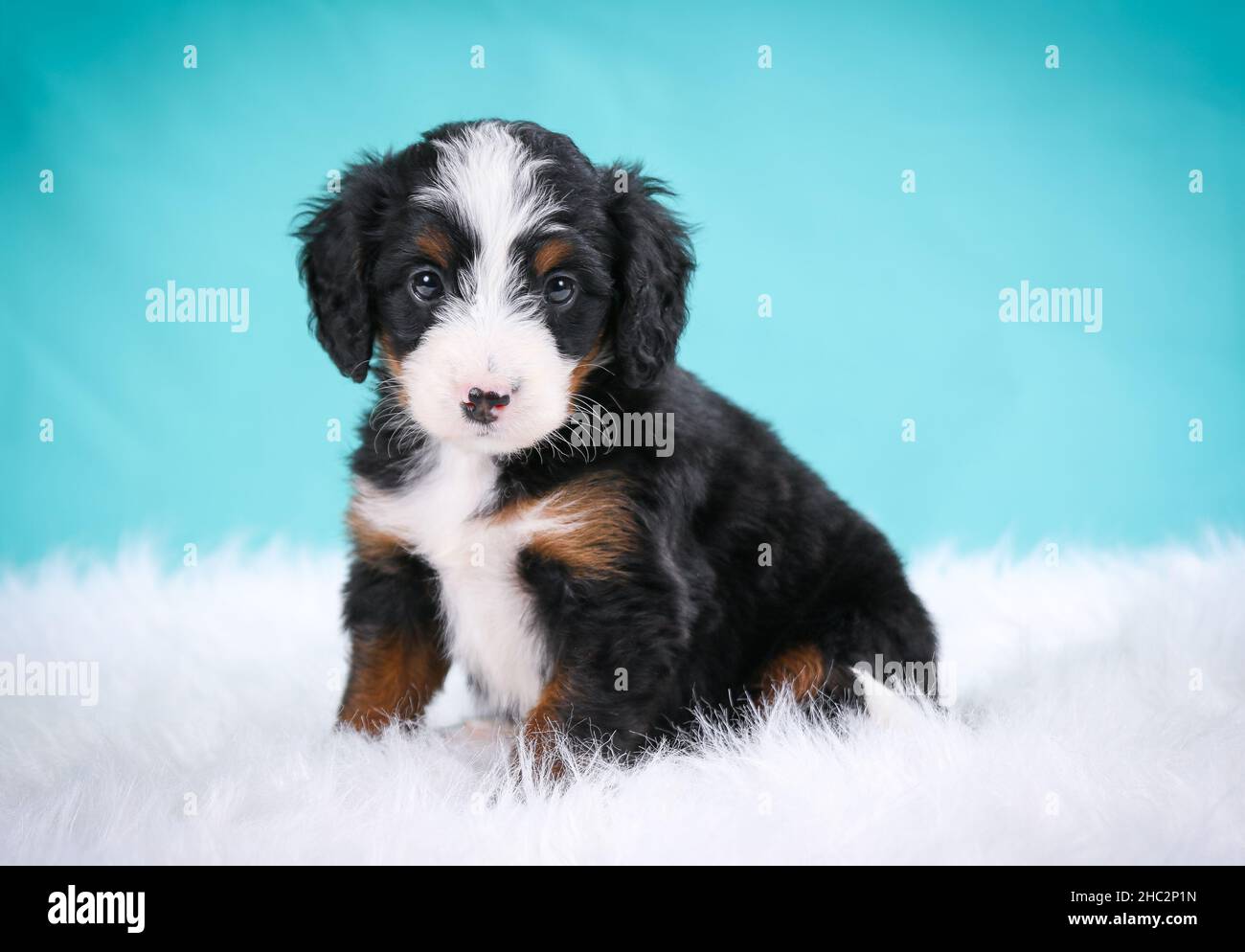 Mini Bernedoodle Welpe sitzt in flauschigen Shag Teppich Blick auf die Kamera mit blauem Hintergrund Stockfoto