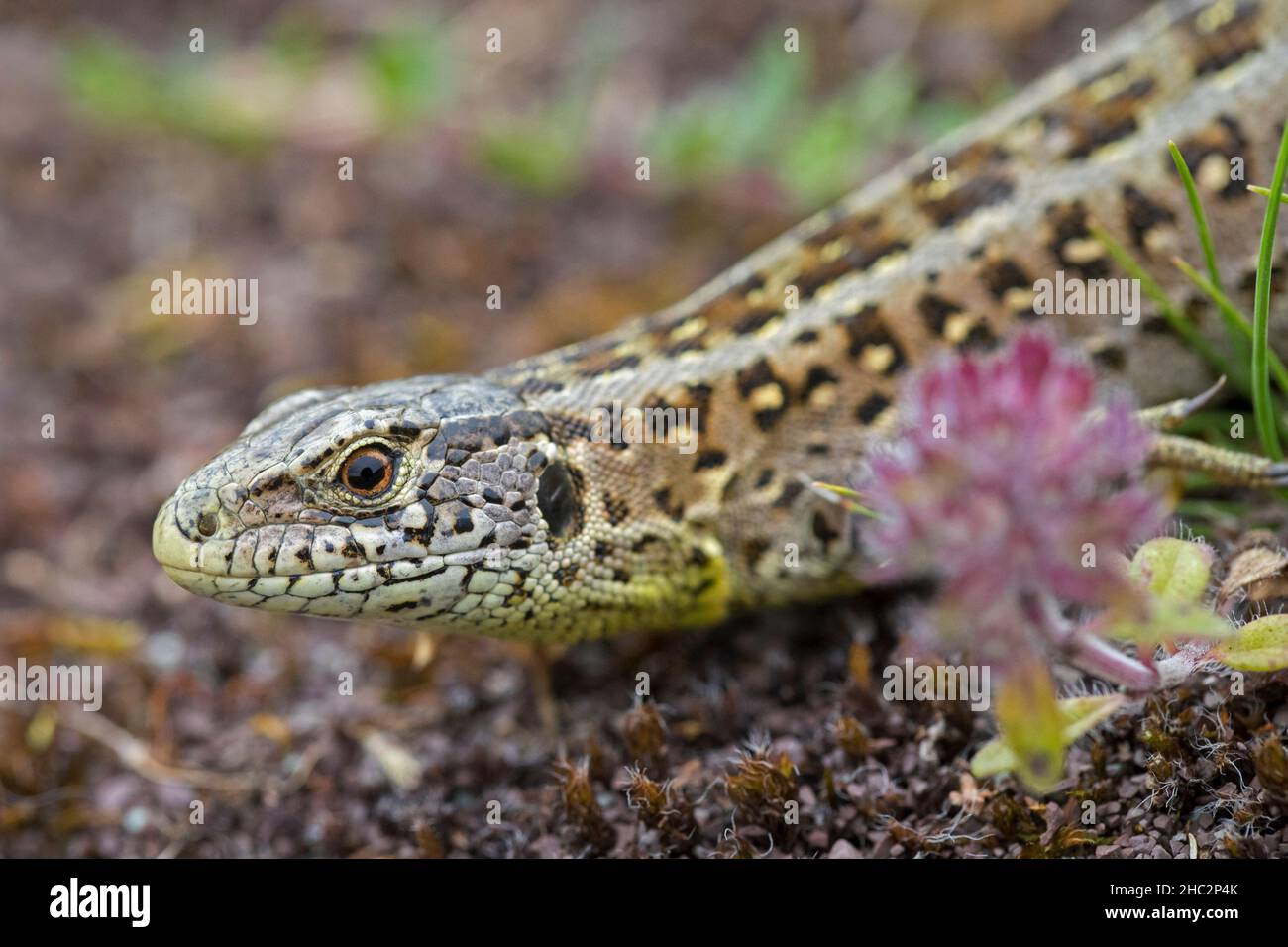 Sandeidechse (Lacerta agilis) Nahaufnahme des Weibchens im Sommer in der Heide Stockfoto