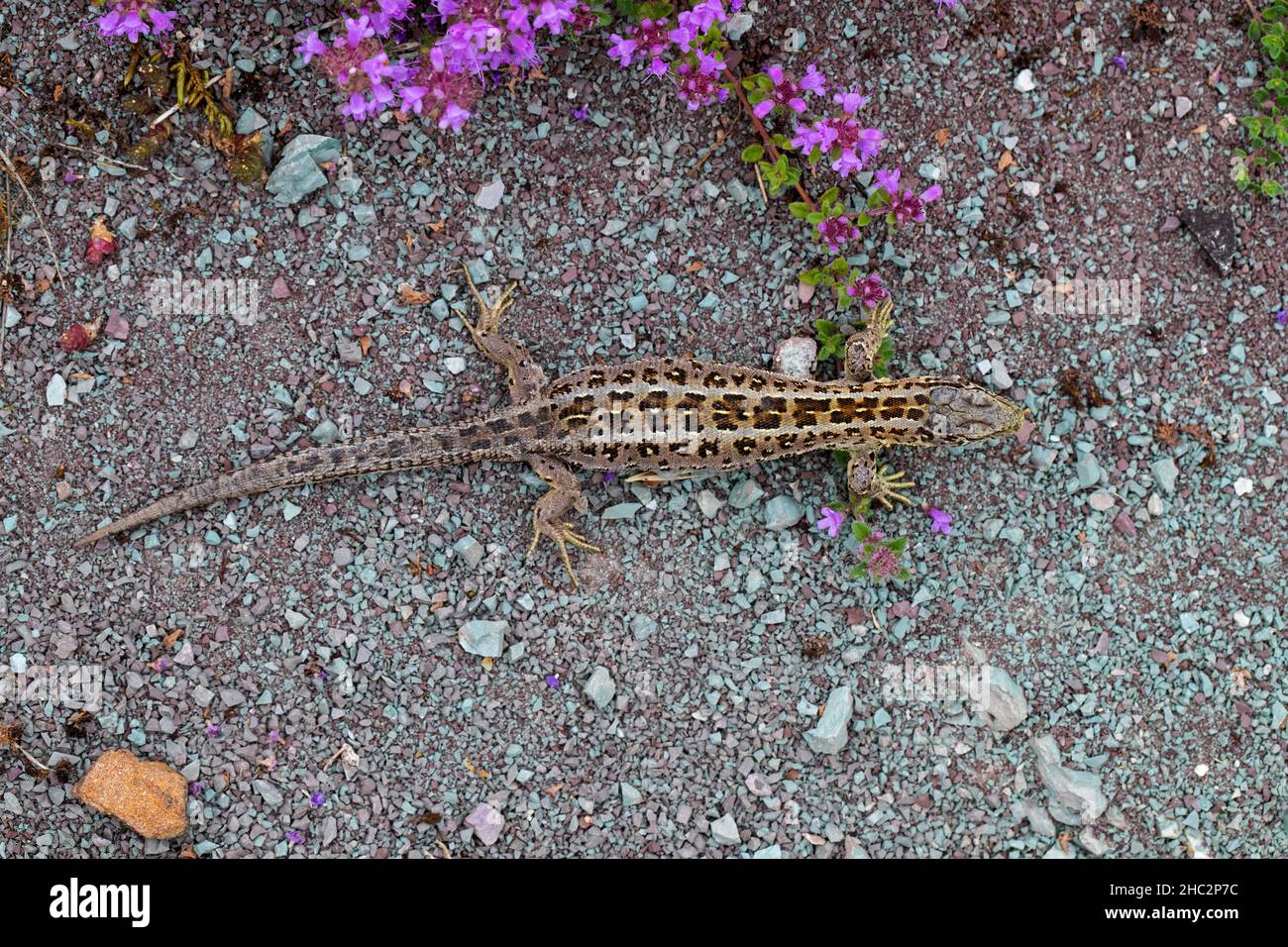 Sandeidechse (Lacerta agilis) Weibchen, die im Sommer in Heide auf dem Boden Futter finden Stockfoto