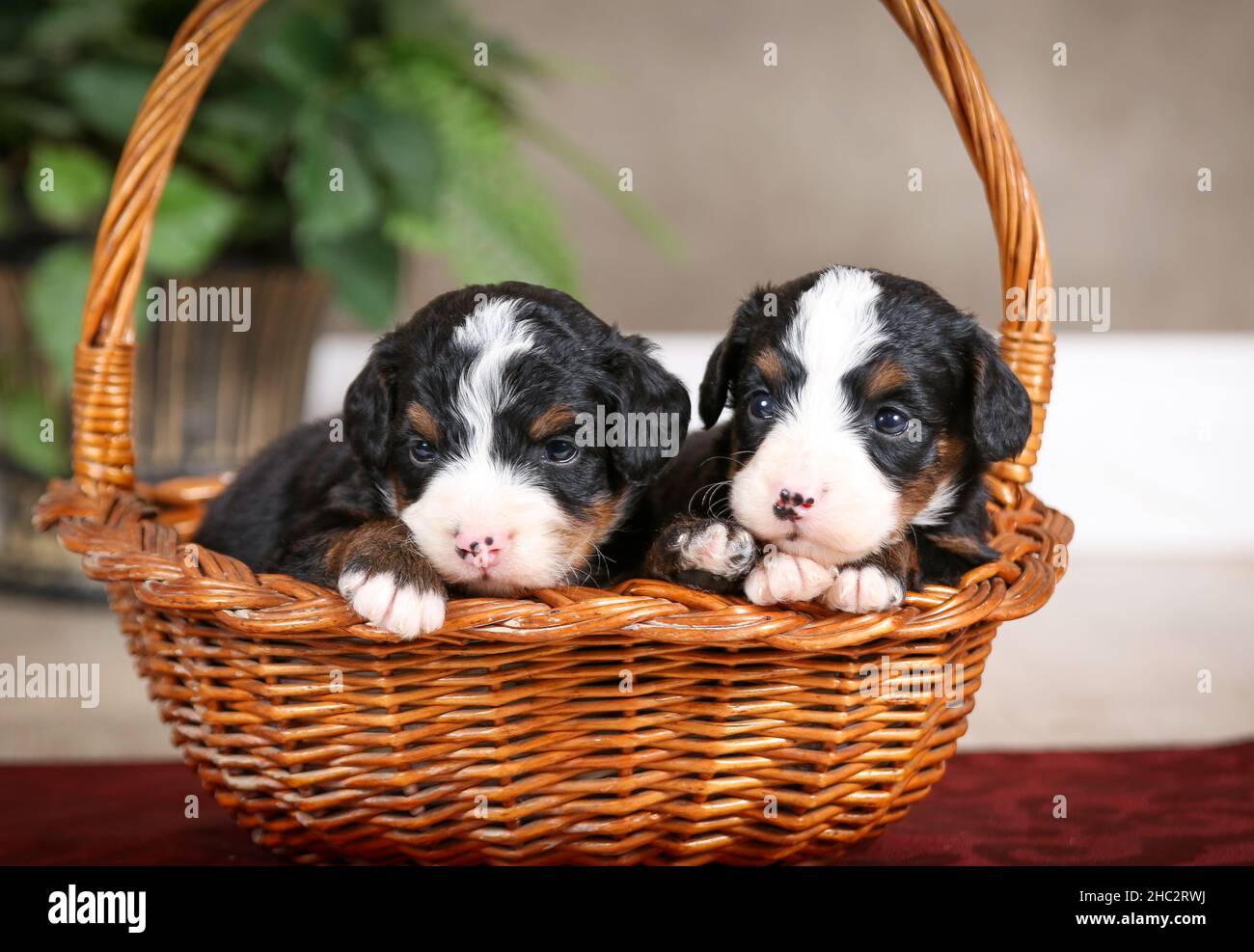Zwei dreifarbige Mini Bernedoodle Welpen in einem Korb mit grüner Pflanze im Hintergrund Stockfoto