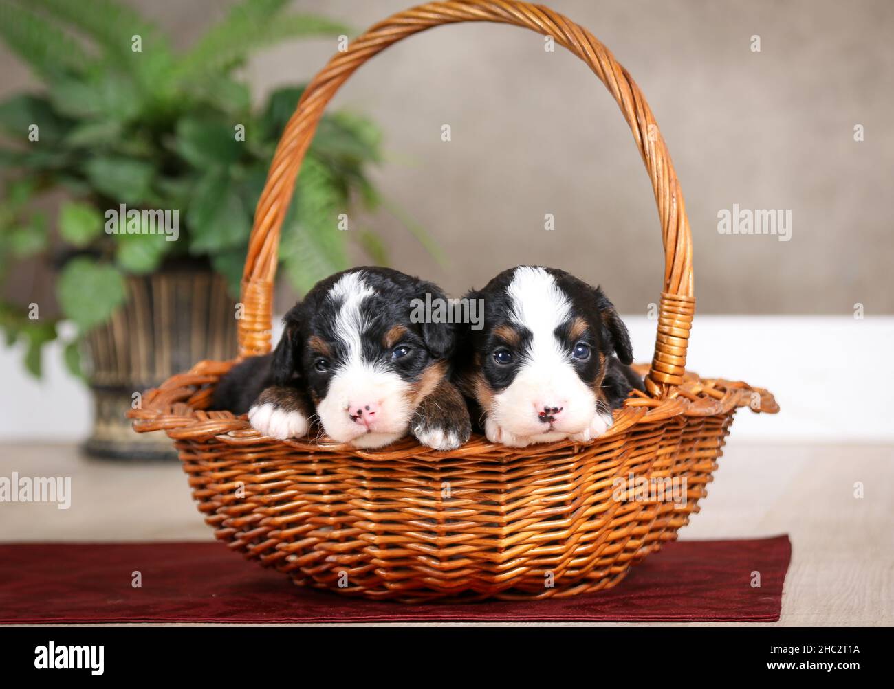 Zwei dreifarbige Mini Bernedoodle Welpen in einem Korb mit grüner Pflanze im Hintergrund Stockfoto