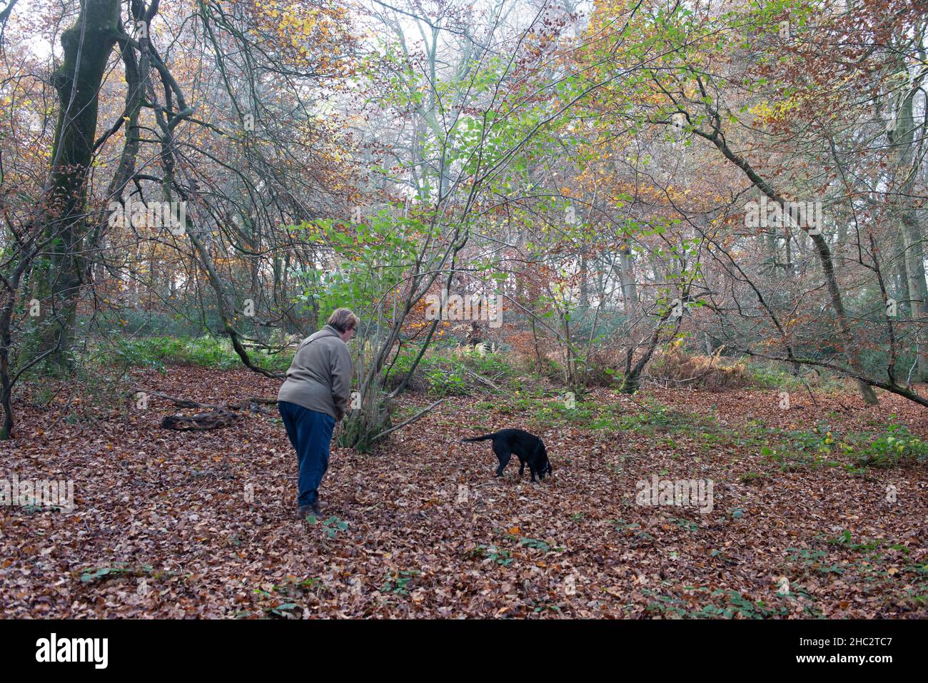 Ein Trüffeljäger und ein Hund jagen nach den Köstlichkeiten in den Chilterner Wäldern von Buckinghamshire Stockfoto