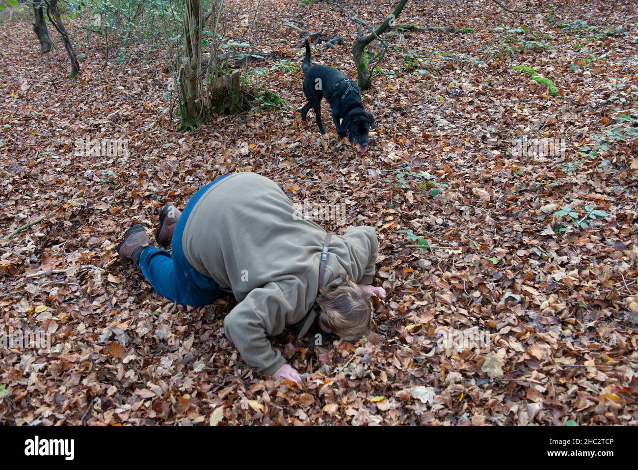 Ein Trüffeljäger und ein Hund jagen nach den Köstlichkeiten in den Chilterner Wäldern von Buckinghamshire Stockfoto