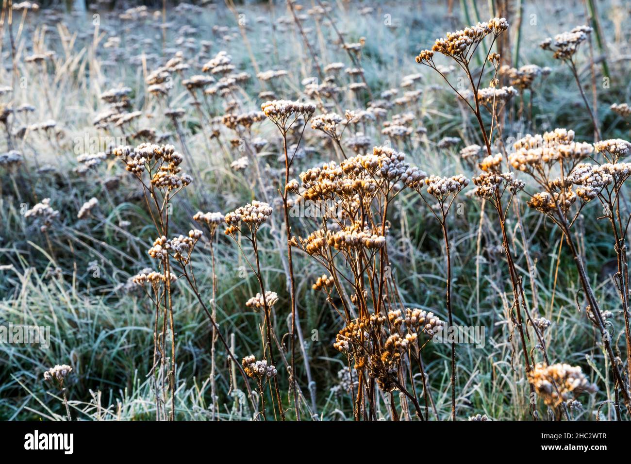 Tote Zierblumen- und Samenköpfe, die übrig bleiben, um strukturelles Interesse im Garten zu schaffen, der an einem hellen Wintertag mit Frost bedeckt ist. Stockfoto