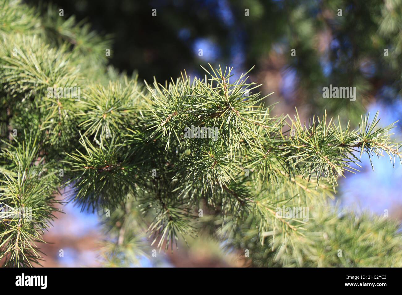 Zweige des Cedrus deodara. Deodar-Zeder oder Himalaya-Zeder Stockfoto