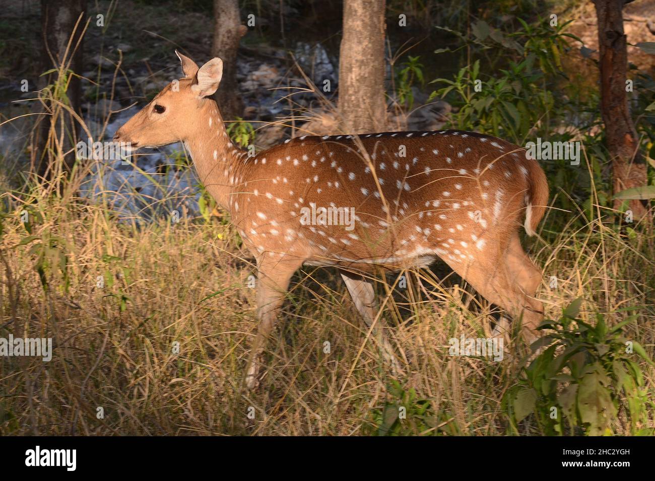 Chital im Ranthambhore National Park Stockfoto