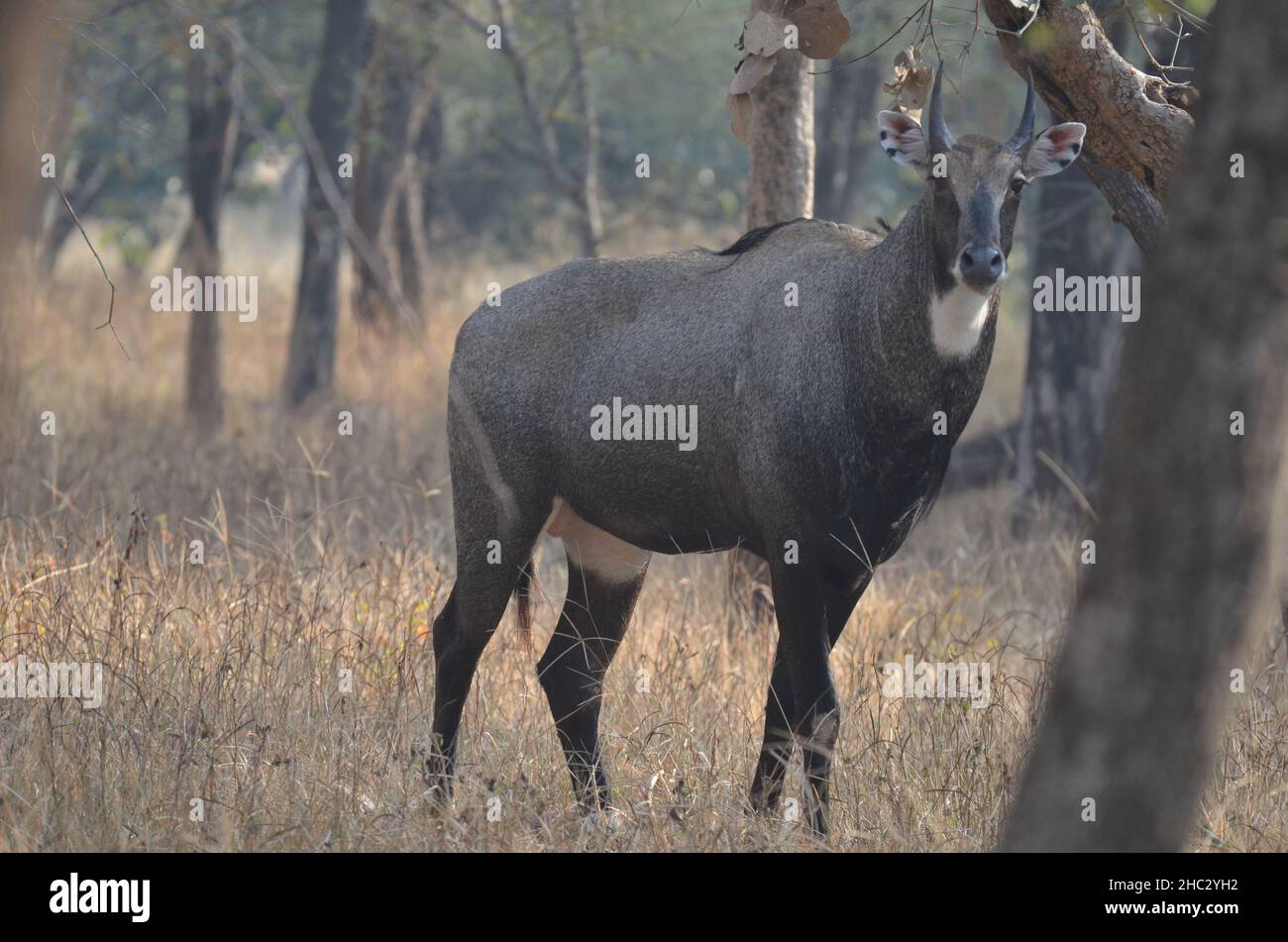 Nilgai steht im Ranthambhore National Park Stockfoto