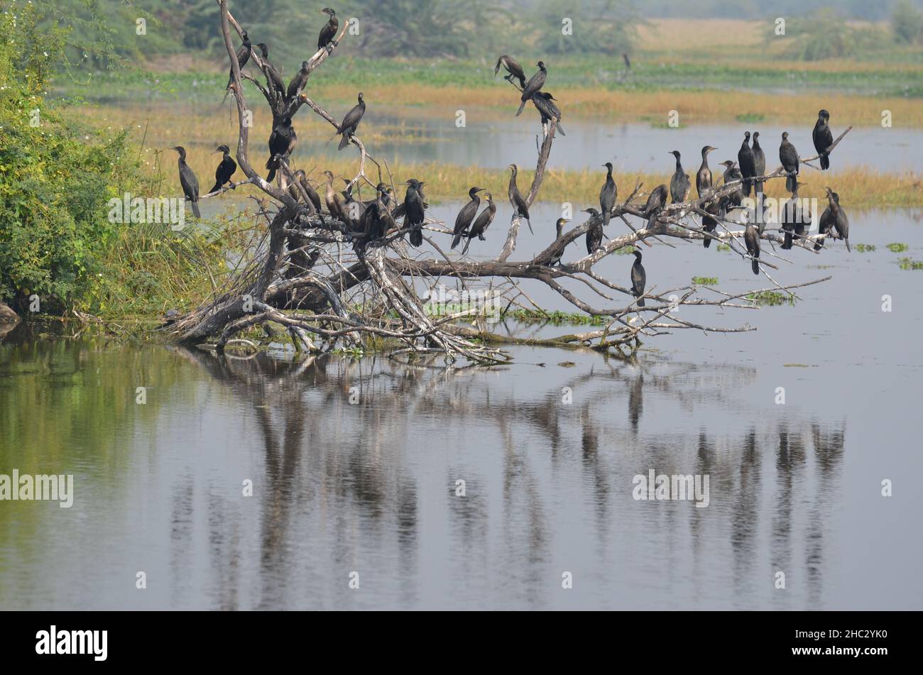 Dutzende Kormorane im Keoladeo Ghana NP Stockfoto