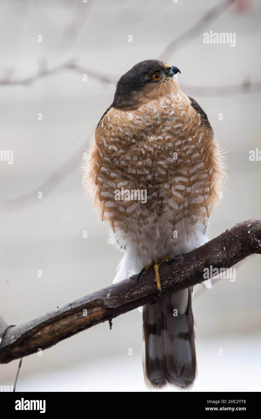 Der scharfleuchtete Hawk, der auf einem Ast auf der Jagd nach potenziellen Beutetieren ist. Diese agilen Greifvögel sind nur 11-12' groß. Stockfoto