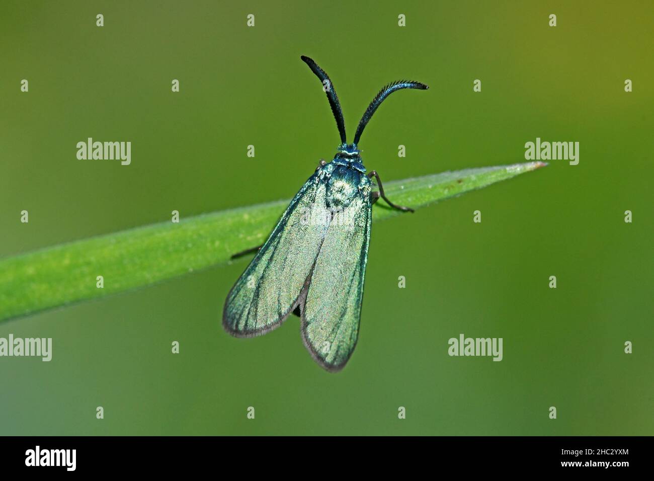 Adscita statices - grüne Förstermotte Stockfoto