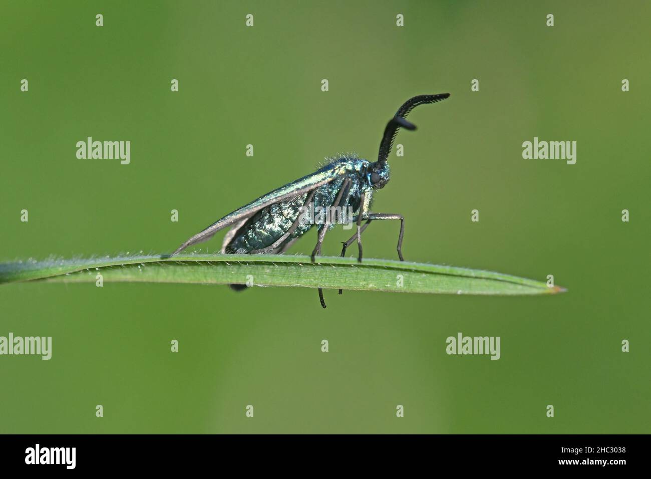Adscita statices - grüne Förstermotte Stockfoto