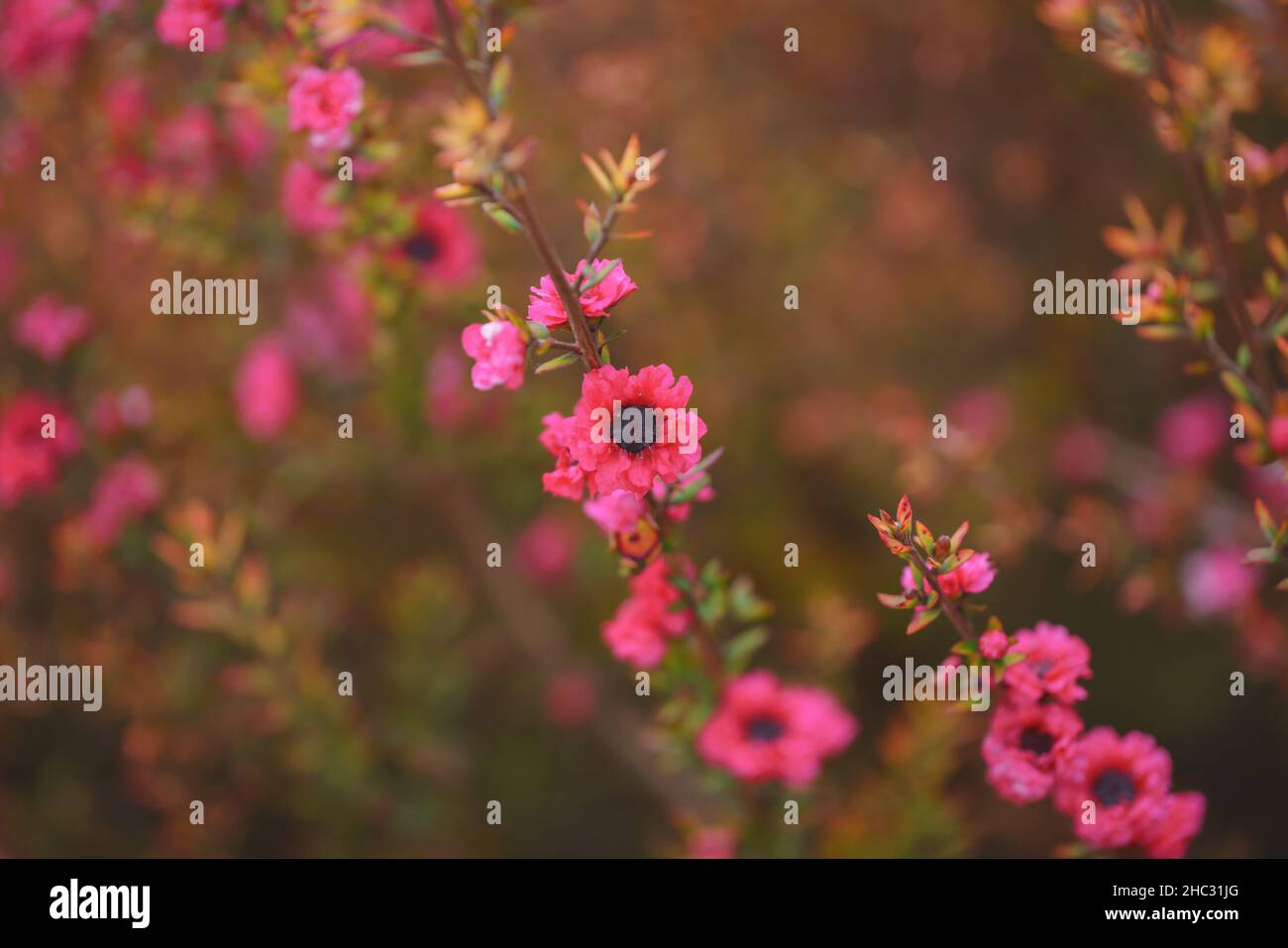 Schöne kleine rosa Blüten von Manuka Baum aus nächster Nähe. Einheimische neuseeländische immergrüne Pflanze Leptospermum scoparium (Teebaum) in Blüte Stockfoto