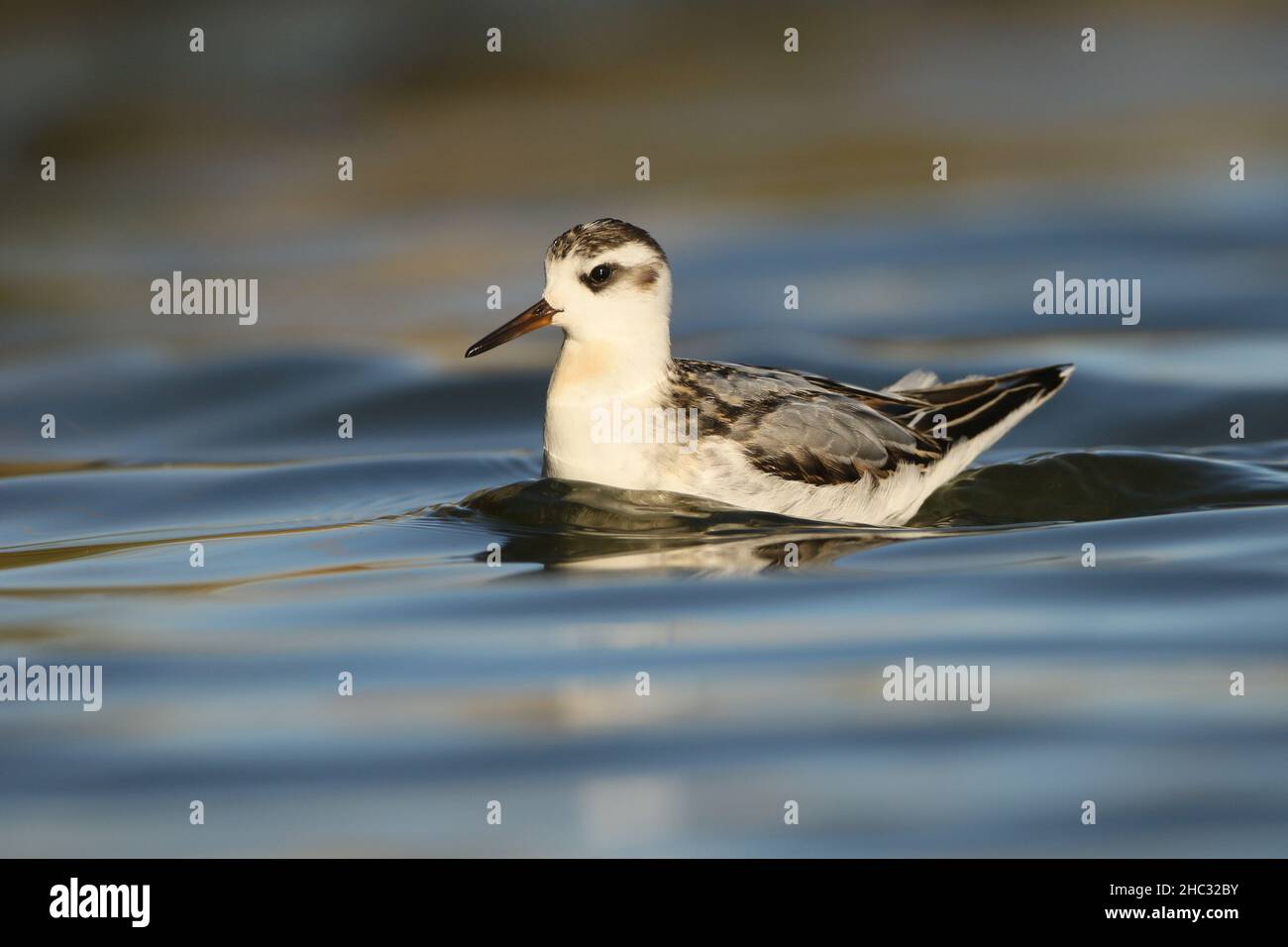 Dieser Jungtier befand sich im September typischerweise auf einem See. Sie können eine sehr anvertrauen Spezies sein und sehen den Menschen nicht als Bedrohung! Stockfoto