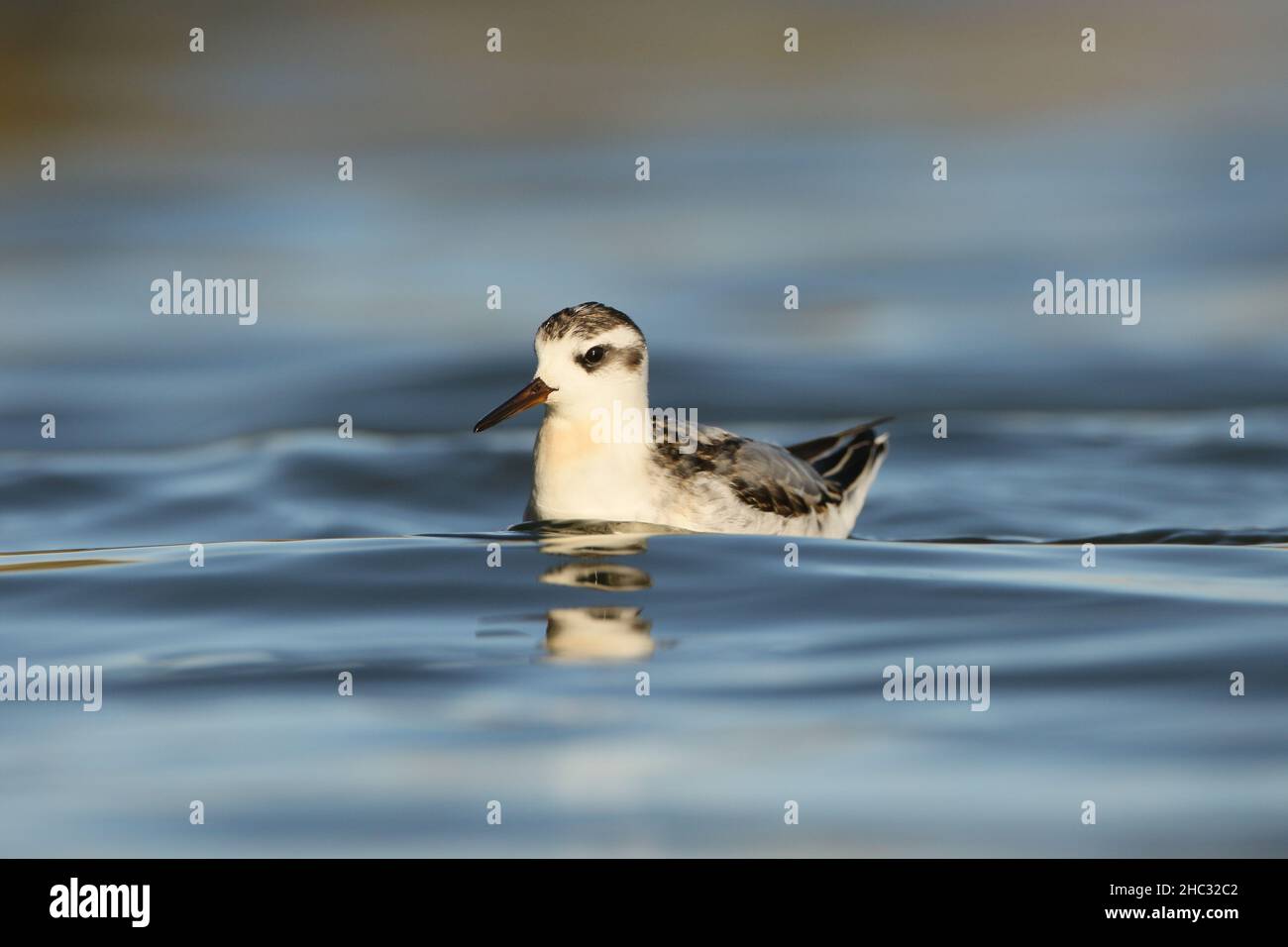 Dieser Jungtier befand sich im September typischerweise auf einem See. Sie können eine sehr anvertrauen Spezies sein und sehen den Menschen nicht als Bedrohung! Stockfoto