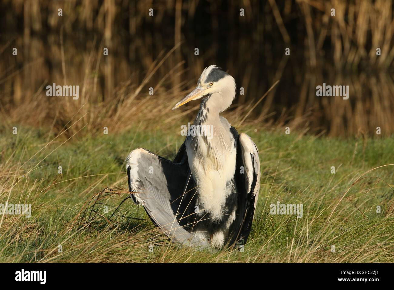 Das große Schilfbett und die offenen Gewässer bei Leighton Moss sind ideal für viele Wildvögel und Reiher mit reichlich Nahrungsressourcen. Stockfoto