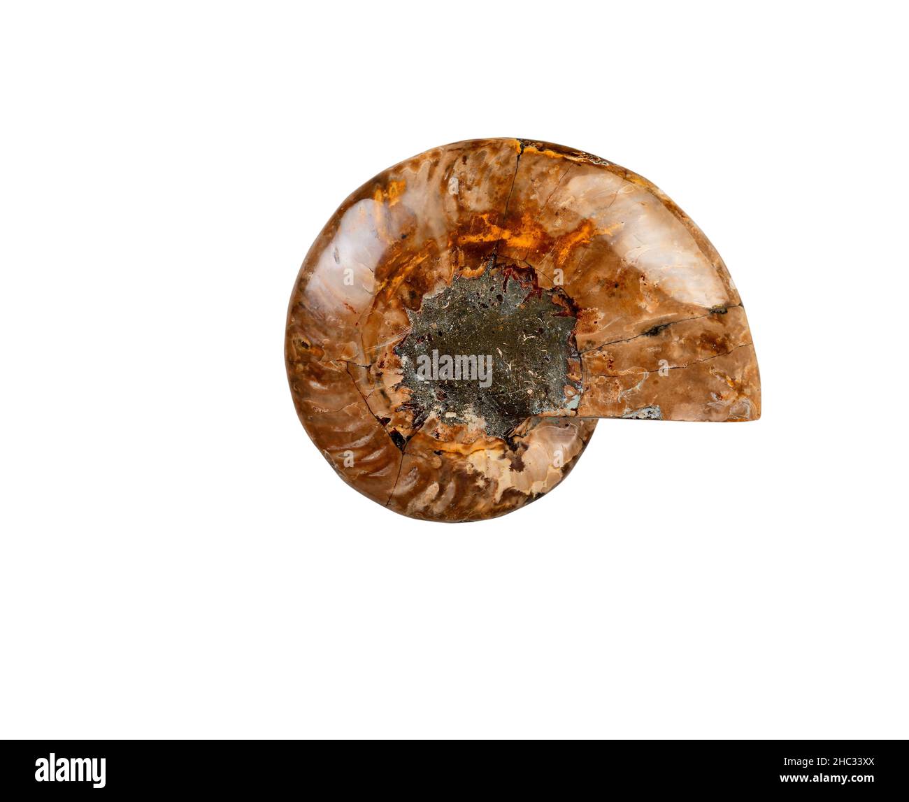 Altes Fossil eines Ammoniten außerhalb des Muschelteils isoliert auf weißem Hintergrund Stockfoto