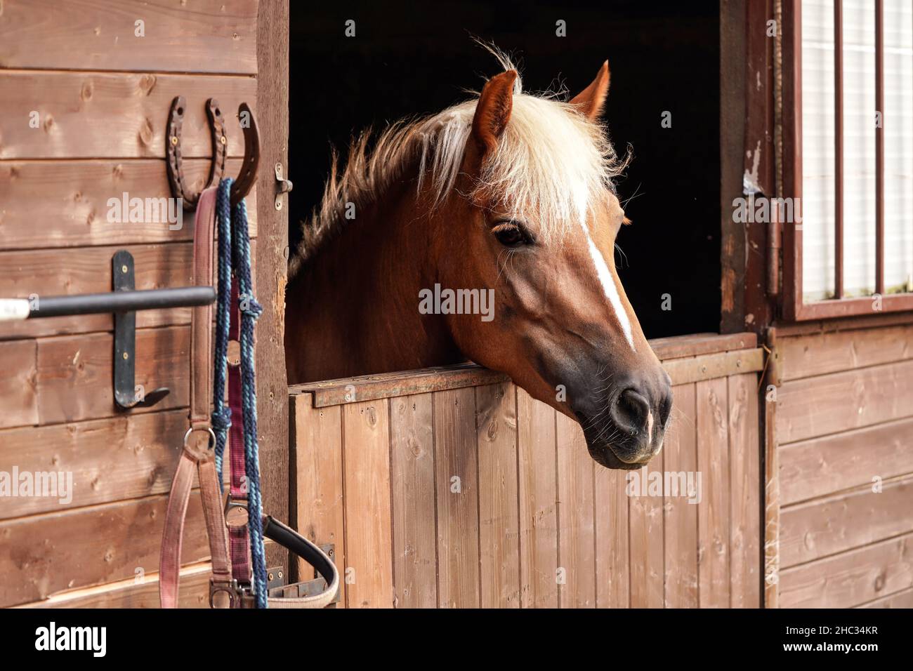 Braunes Pferd, Detail - nur Kopf sichtbar aus Holzställen Box Stockfoto