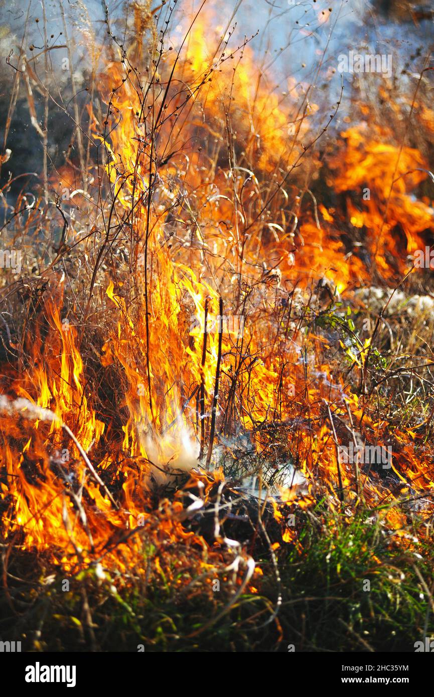 Offenes Feuer brennendes trockenes Gras Nahaufnahme Stockfoto